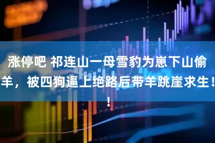 涨停吧 祁连山一母雪豹为崽下山偷羊，被四狗逼上绝路后带羊跳崖求生！