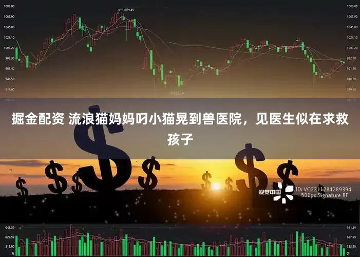 掘金配资 流浪猫妈妈叼小猫晃到兽医院，见医生似在求救孩子