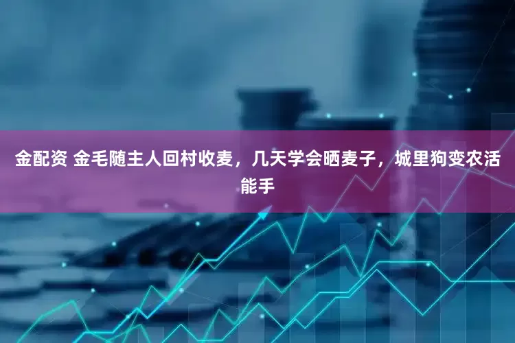 金配资 金毛随主人回村收麦，几天学会晒麦子，城里狗变农活能手